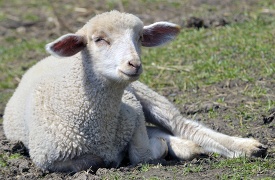 sheep laying down on the ground
