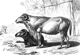 sheep without wool in africa historical illustration africa
