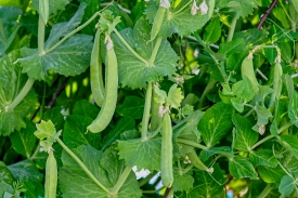 shot of ripe pea pods hanging in garden
