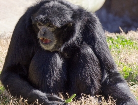 siamang sitting in grass