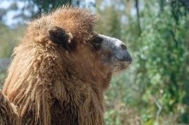 side view head of camel  with plants at zoo 