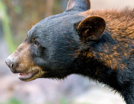 side view of a black bear face