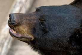 side view of a black bears face