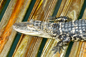 side view of alligator sitting on wooden deck