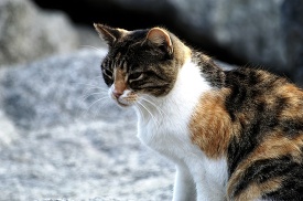 side view of red black white cat on rocks