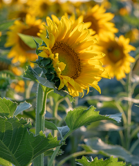 side view of sunflowers growing in field