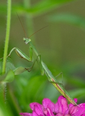 side view praying mantis climbing on plant