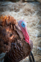 side view turkey with a blue head and red beak