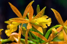 singapore botanical garden orange orchids