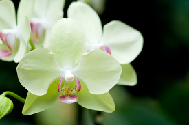 singapore botanical garden white moth orchids photo