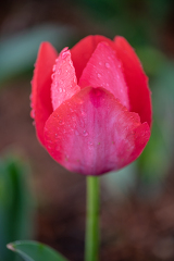 single bright pink tulip after a rain image 51401 2