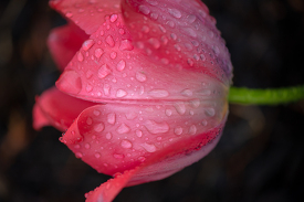single bright pink tulip side view with dew of leaves