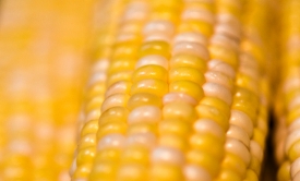 single closeup corn on cobbb