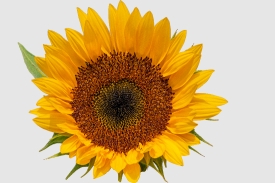 single large closeup of sunflower white background