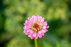 single pink flower in a garden