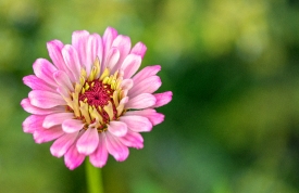 single pink flower in a summer garden