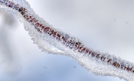 single tree branch with ice