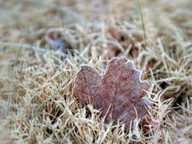 single tree leaf with winter ice