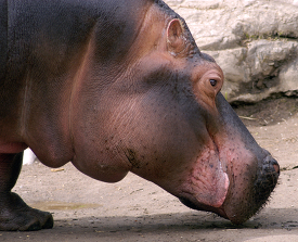 skin on the hippos face is thick and wrinkled