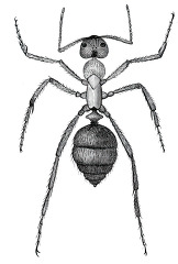 slavemaking ant magnified historical illustration africa