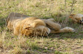 sleeping male lion kenya africa picture