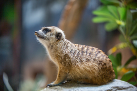 slender tailed meerkat rests on a rock