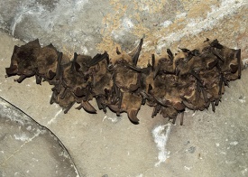 small colony of Townsends Big Eared bats