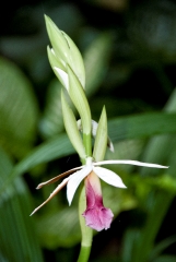 Small Orchid Growing in Costa Rica