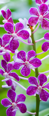 small purple orchids at a botanical garden