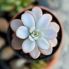 A small succulent plant is positioned in a pot, showcasing its rosette shape from a top perspective. The plant's leaves have a delicate hue and smooth texture.