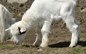 small white goat eating grass on a field