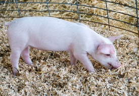 small white pig standing in hay in a pen