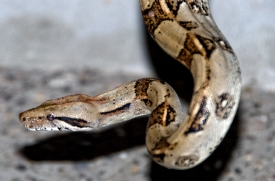 Snake Costa Rica Photograph