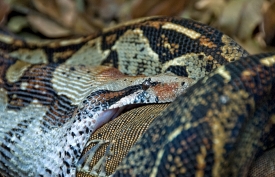 Snake eating an Iguana