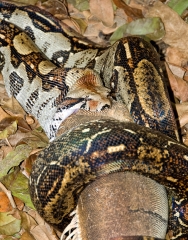 Snake eating an Iguana Costa Rica Photograph
