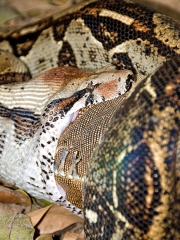 Snake eating large Iguana Costa Rica Photograph