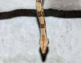 Snake in Costa Rica Photograph