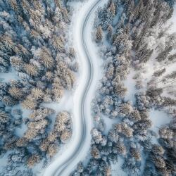 snow dusts the tops of pine trees alongside a winding road