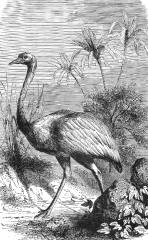 South American Rhea or Ostrich