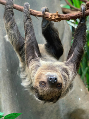 Southern Two Toed Sloth Hanging from branch