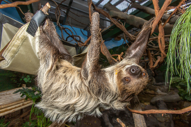 Southern Two toed Sloth hanging from tree branches at zoo