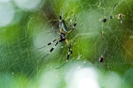 Spider In Web Costa Rica