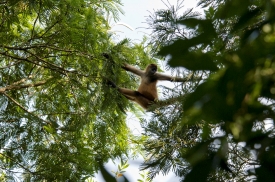 Spider Monkey In Tree
