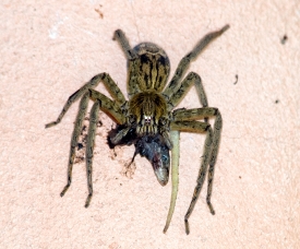 Spider With Insect In Mouth Photo