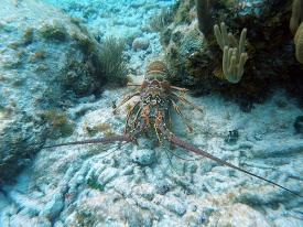 spiny lobster photo