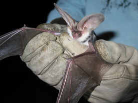 Spotted bat in the hands of a researcher