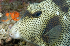spotted trunkfish