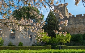 Spring blossons near of the order of christ tomar portugal