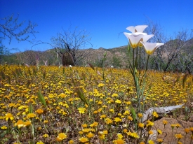 spring wildflower bloom in the Sonoran desert