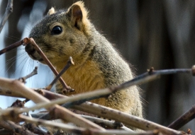 Squirrel Picture